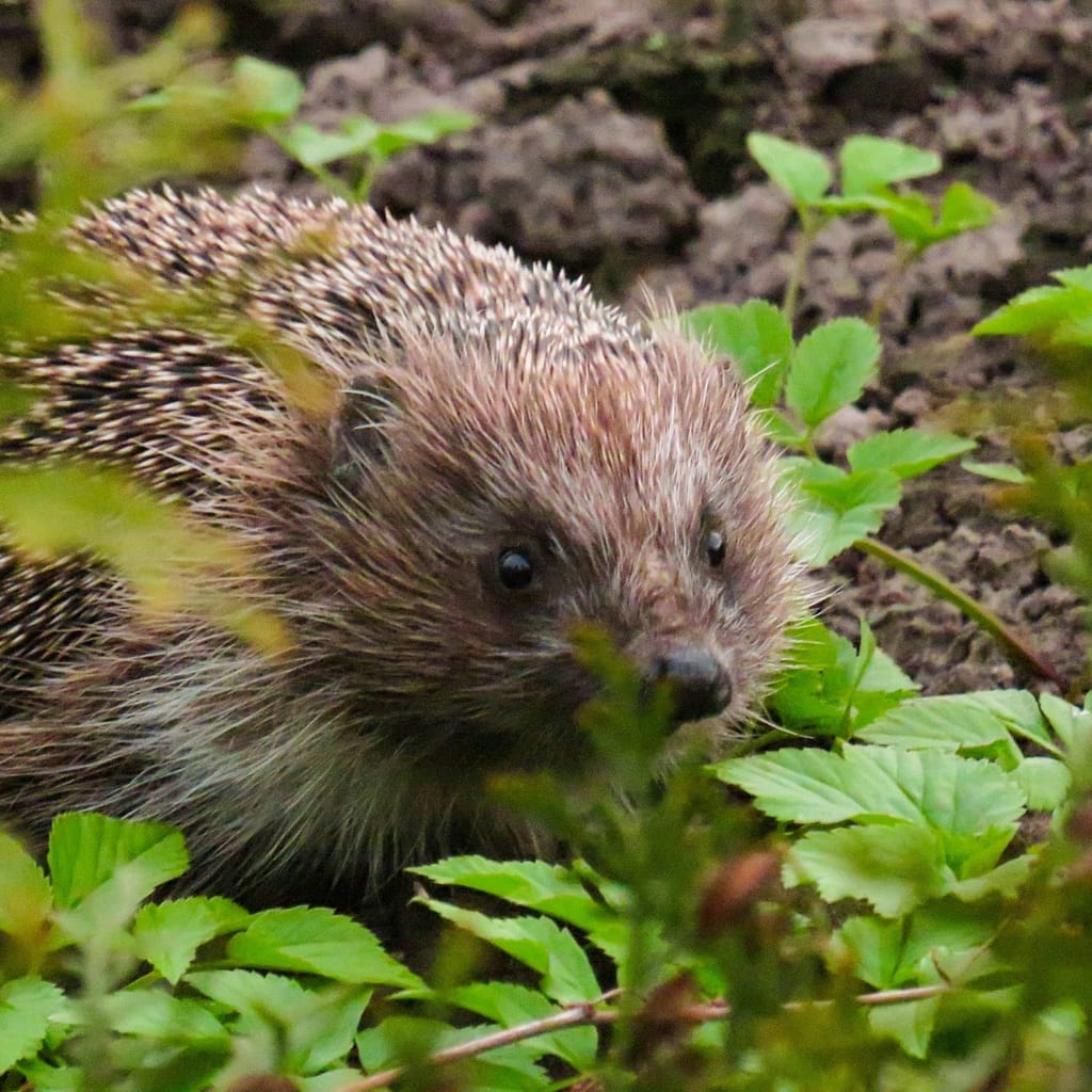 Wildlife For Welling - Care Home Nature - Hedgehog