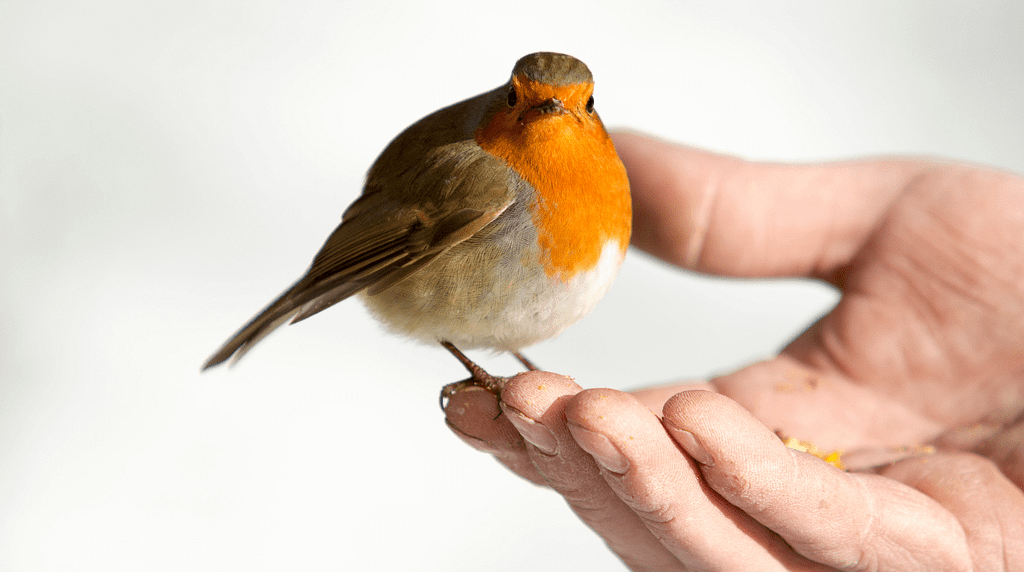 Robin in hand - Care Home Nature Enrichment - Wildlife For Wellbeing