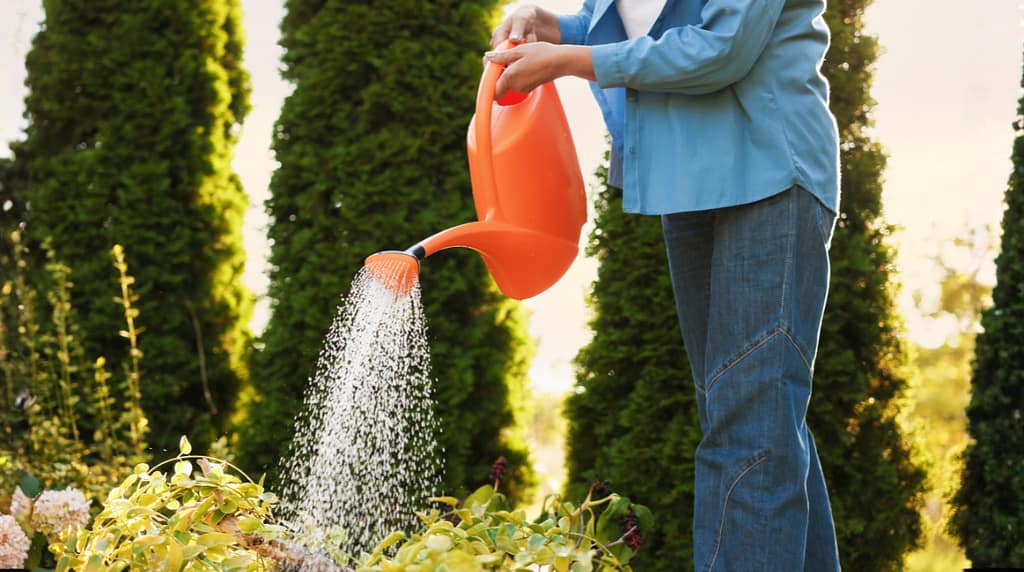 Care home activity - watering can - Wildlife for wellbeing - residential care